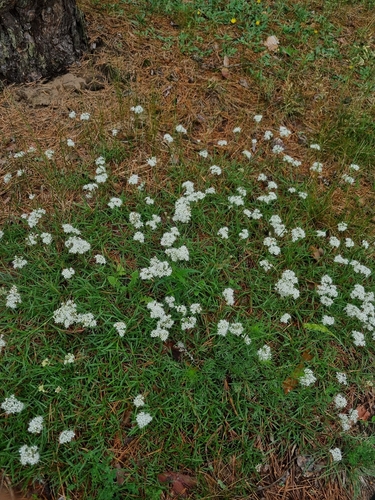 Gypsophila fastigiata (Gypsophila fastigiata)