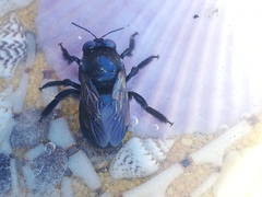 Xylocopa splendidula