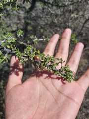 Condalia mexicana