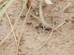 Cataglyphis adenensis