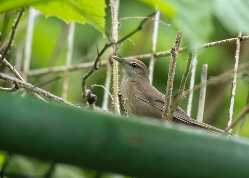 Sakhalin Grasshopper Warbler (Helopsaltes amnicola), photo 7