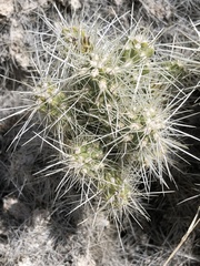 Cylindropuntia multigeniculata