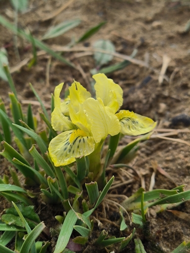 Iris thoroldii thoroldii