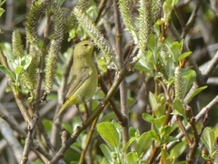 Leiothlypis celata lutescens