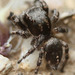 Hirsute Paradise Spider - Photo (c) Paul G. Johnson, some rights reserved (CC BY-NC-SA), uploaded by Paul G. Johnson