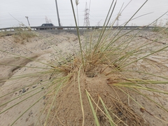Cataglyphis adenensis