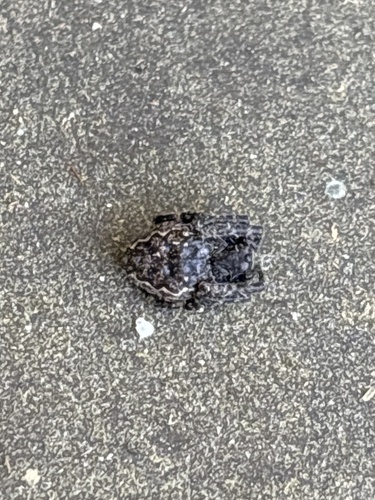 Walnut Orbweaver