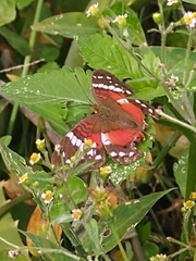 Anartia amathea