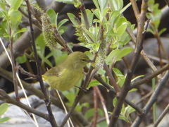 Leiothlypis celata lutescens
