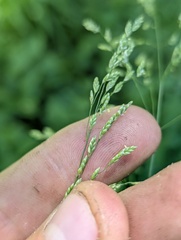 Glyceria elata