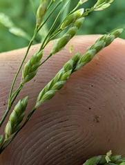 Glyceria elata, photograph (c) Trevor Van Loon, some rights reserved (CC BY)