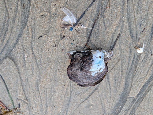 Pteria sterna observed 2026-06-15