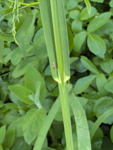 Glyceria elata, photograph 4