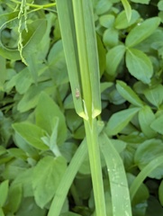Glyceria elata, photograph (c) Trevor Van Loon, some rights reserved (CC BY)