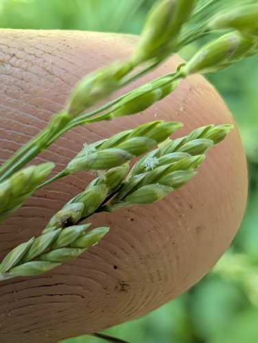 Glyceria elata, photograph 3