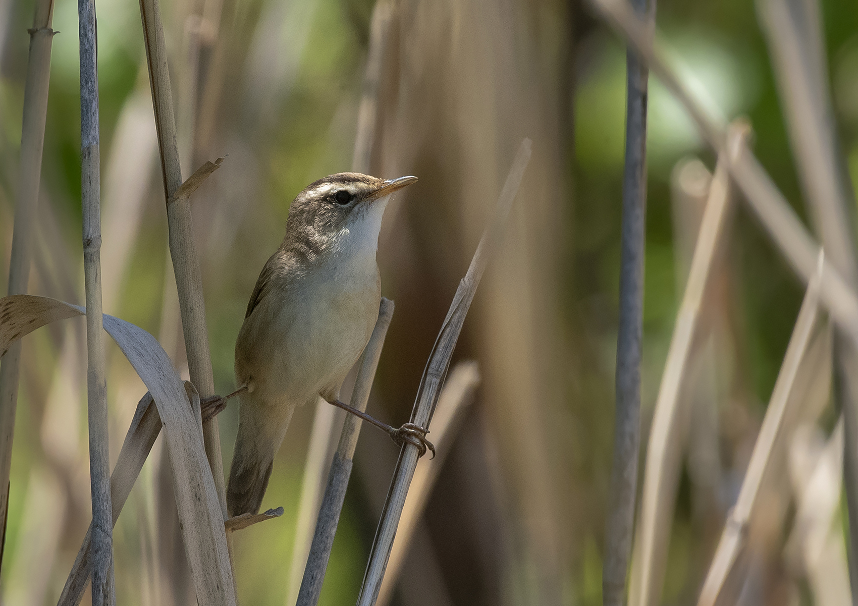 Black-browed Reed Warbler (Acrocephalus bistrigiceps), photo 5