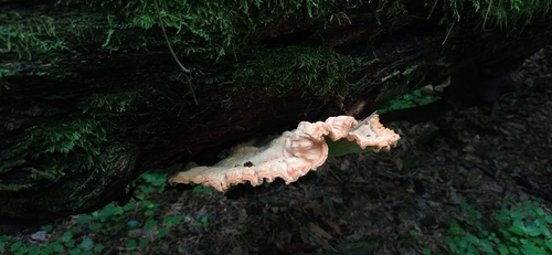 chicken of the woods