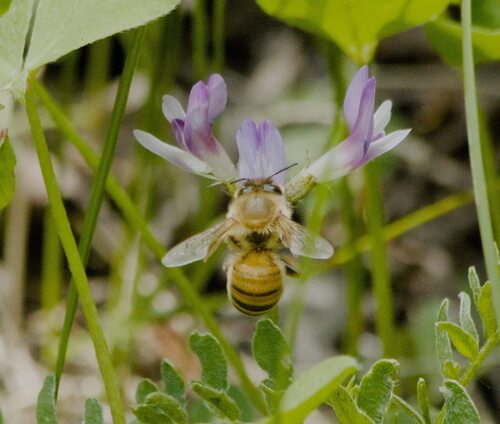 Western Honey Bee
