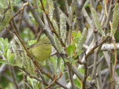 Leiothlypis celata lutescens