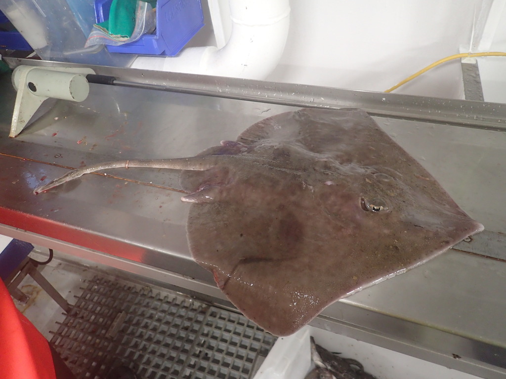 Eaton's skate (Bathyraja eatonii) — Arhynchobatidae