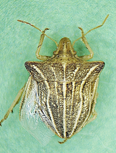 Ancyrosoma leucogrammes