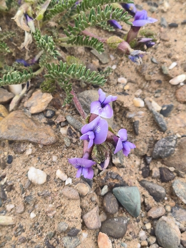 Oxytropis falcata
