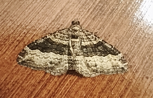 Epyaxa lucidata