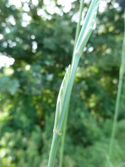 Thinopyrum elongatum