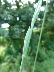 Thinopyrum elongatum