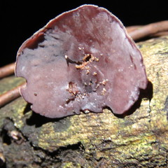 Auricularia