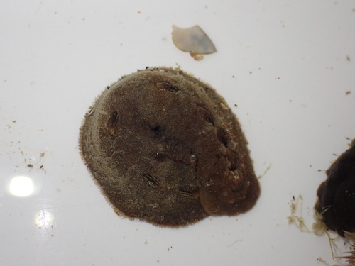 Cryptoplax japonica observed 2026-03-23