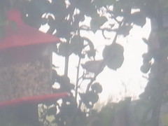 Cardinalis cardinalis