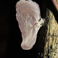 Auricularia