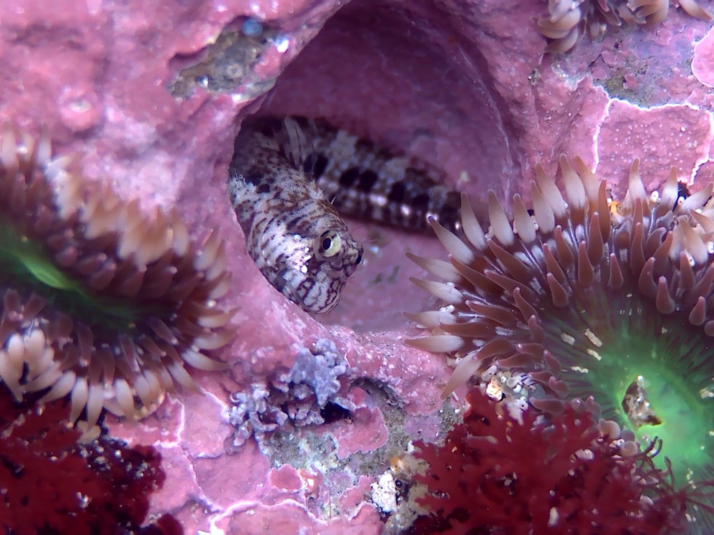 Zee-rotsslijmvis (Entomacrodus thalassinus) — Blenniidae