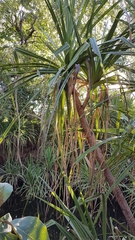 Pandanus aquaticus