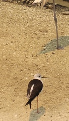 Himantopus himantopus