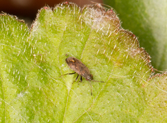 Stygnocoris
