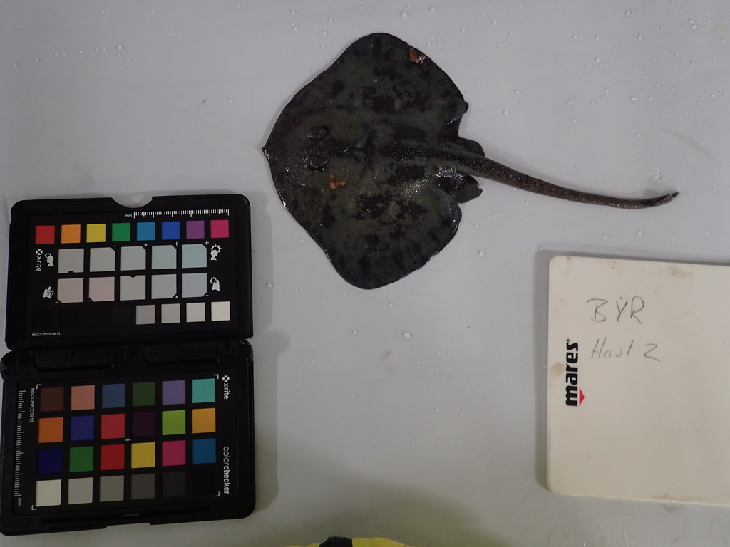 Kerguelen Sandpaper Skate