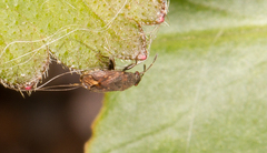 Stygnocoris