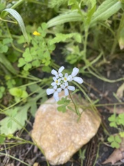 Scandix pecten-veneris