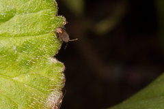 Stygnocoris