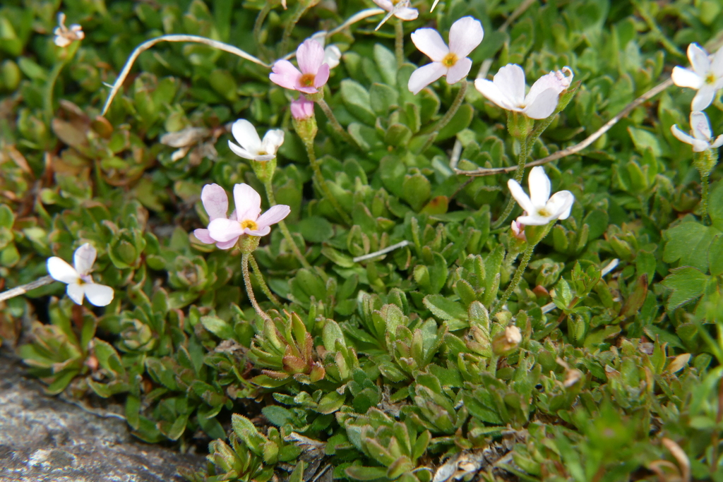Androsace × aretioides