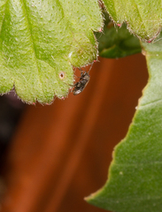 Stygnocoris