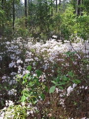 Rhododendron atlanticum