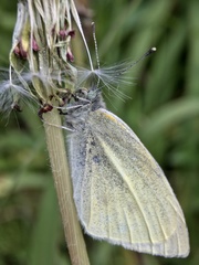 Pieris rapae
