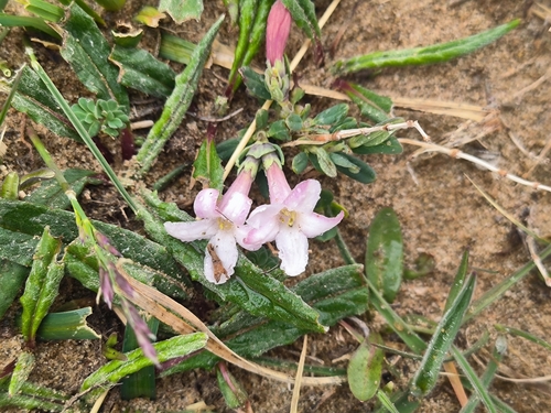 Lonicera rupicola