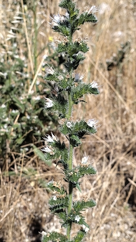 Pale Bugloss