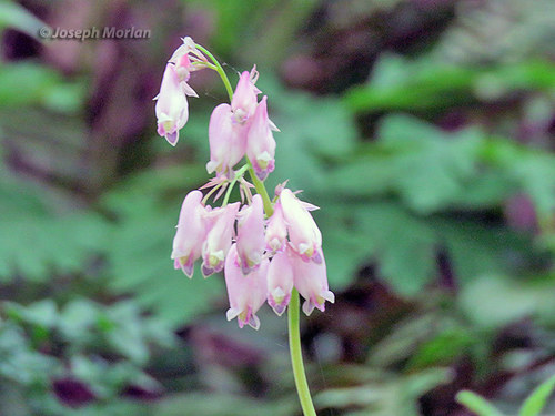 Dicentra formosa