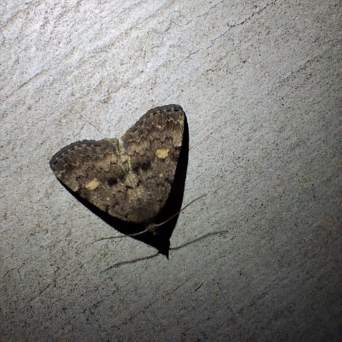 Common Idia Moth