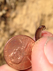 Bulychevia enigmatica